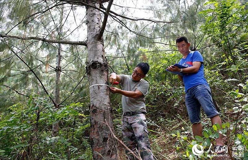 Pinos de cinco agujas de Qiaojia recuperan terreno perdido en Yunnan