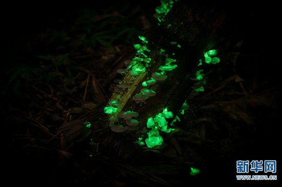 Los extraños hongos bioluminiscentes emiten una fluorescencia verdosa por la noche en el Jardín Botánico Tropical de Xishuangbanna, provincia de Yunnan. (Foto / Xinhua)