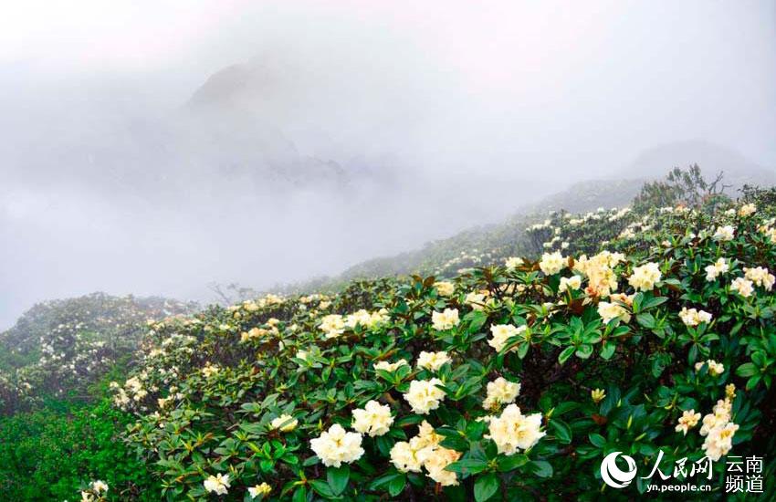 Azalea, una de las ocho flores más populares en Yunnan