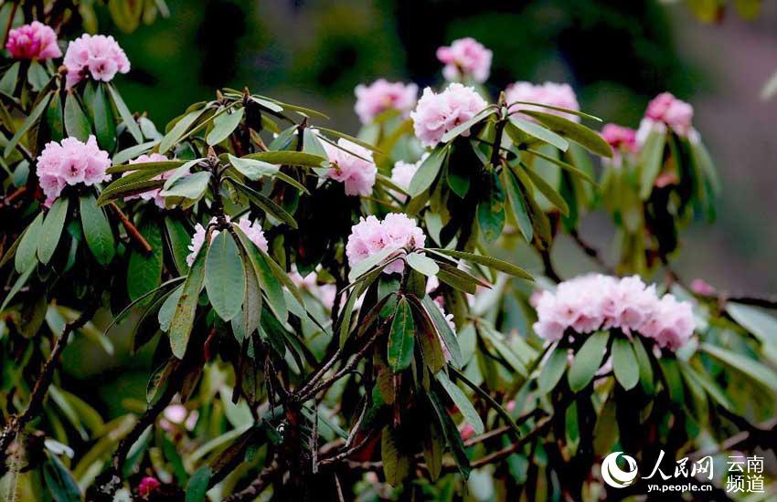 Azalea, una de las ocho flores más populares en Yunnan