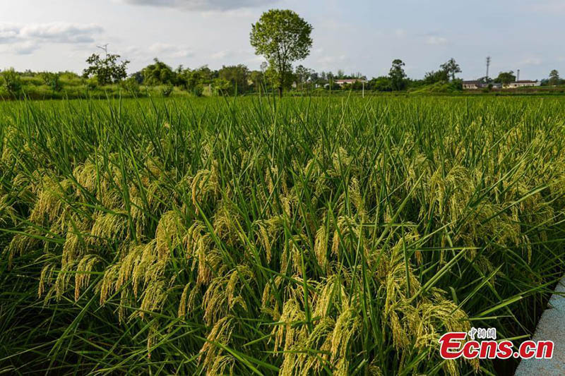 China cultiva con éxito 'arroz gigante' de 2 metros de altura en Chongqing
