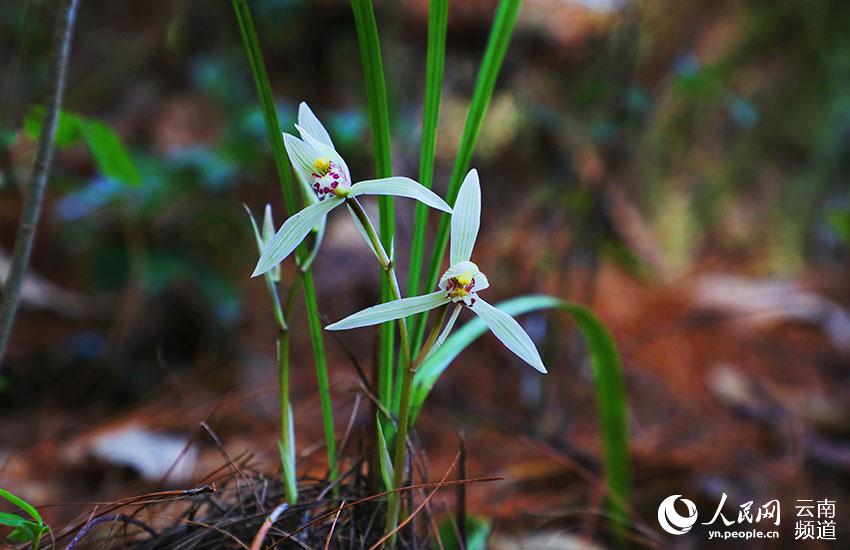 Reserva Natural Xiaoheishan en Yunnan: hábitat ideal para plantas silvestres raras