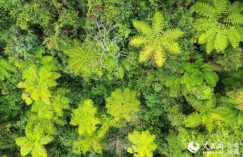Reserva Natural Xiaoheishan en Yunnan: hábitat ideal para plantas silvestres raras