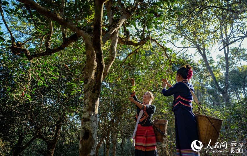 Montaña Jingmai: cuna de la plantación de té más antigua y mejor conservada del mundo