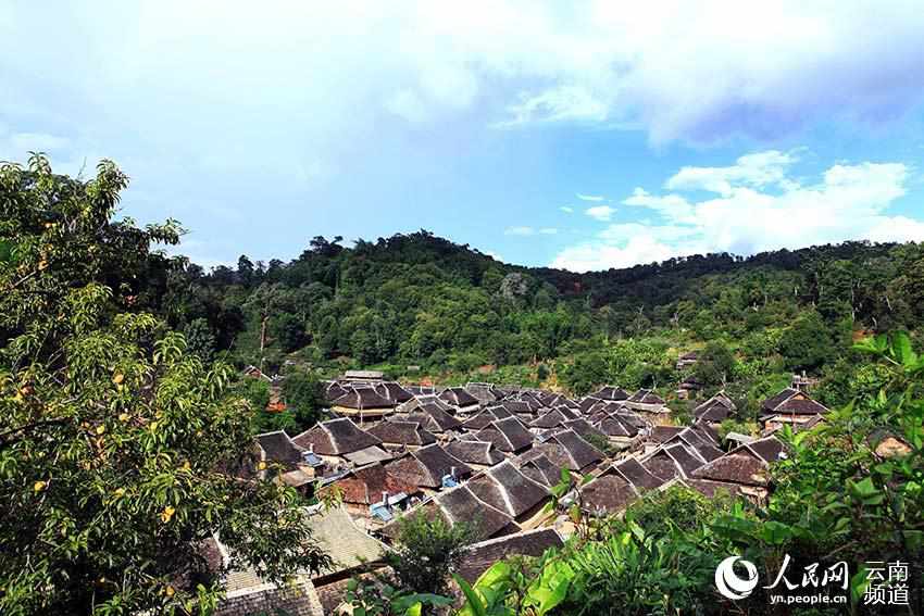 Montaña Jingmai: cuna de la plantación de té más antigua y mejor conservada del mundo