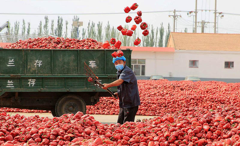 Los pimientos rojos se recolectan para deshidratarlos. [Foto de Chen Qiang / para chinadaily.com.cn]