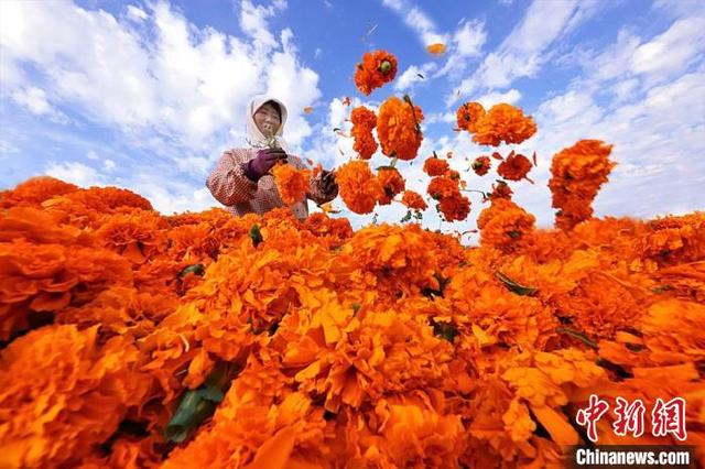 La caléndula aumenta los ingresos de los agricultores en Gansu