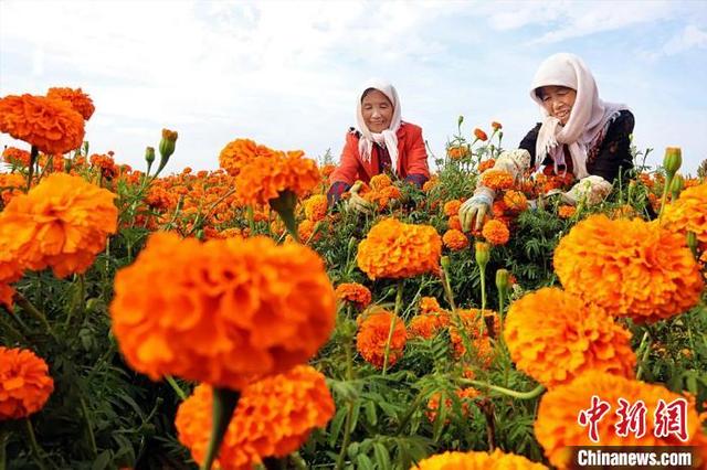 La caléndula aumenta los ingresos de los agricultores en Gansu