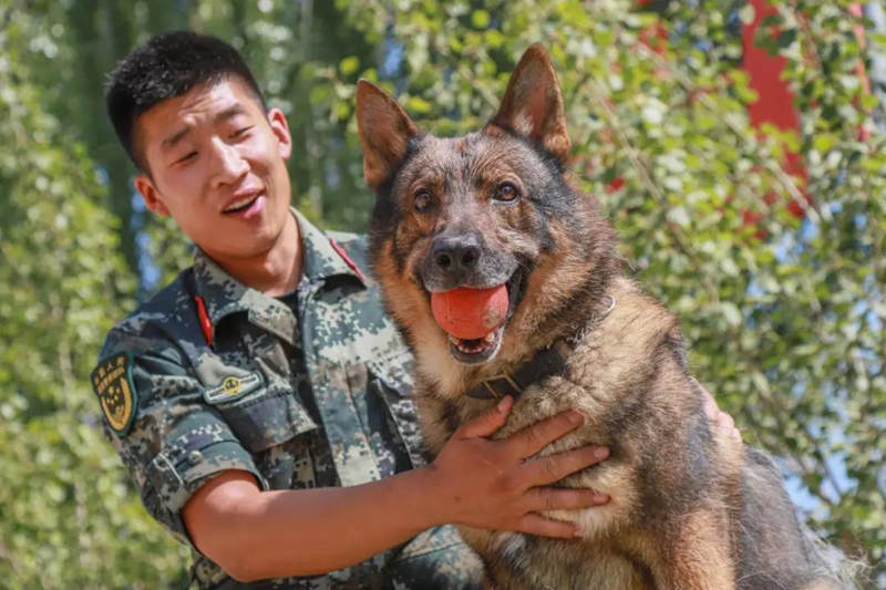 Canes aprenden habilidades policíacas de rescate y ataque en Ningxia