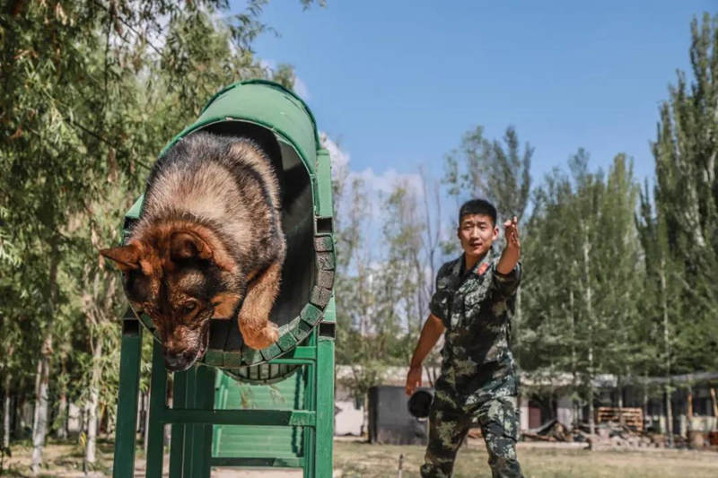 Canes aprenden habilidades policíacas de rescate y ataque en Ningxia