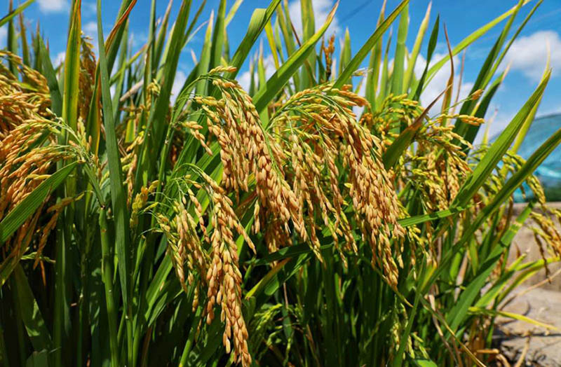 La variante de arroz súper híbrido alcanza un rendimiento unitario de más de 1.100 kg en Yunnan