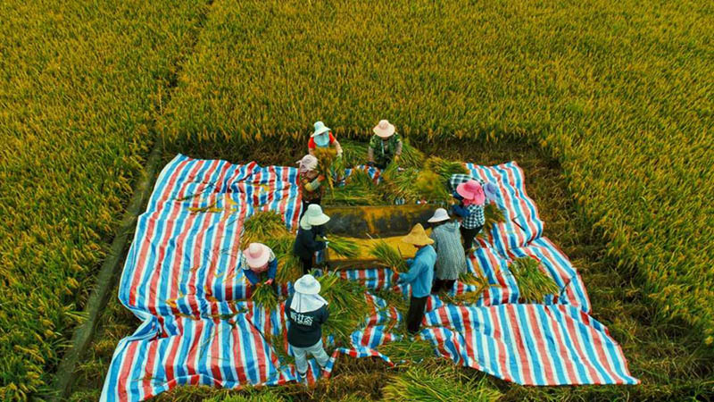 La variante de arroz súper híbrido alcanza un rendimiento unitario de más de 1.100 kg en Yunnan