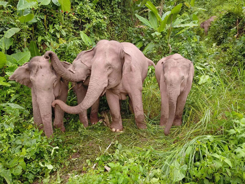 La foto muestra una manada de elefantes asiáticos. (Foto del Centro de Convergencia de Medios de la Ciudad de Jinghong)