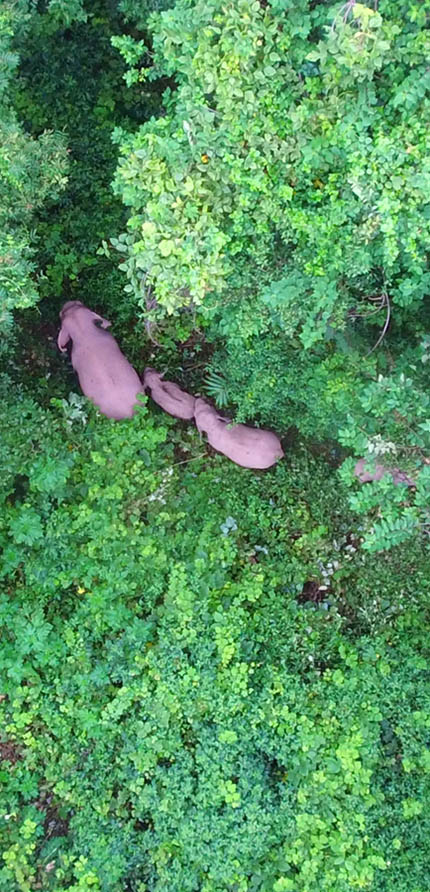 La foto aérea muestra elefantes asiáticos deambulando por el bosque. (Foto del Centro de Convergencia de Medios de la Ciudad de Jinghong)