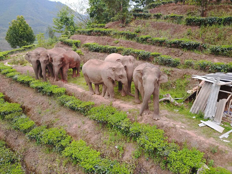 La foto muestra elefantes asiáticos acercándose a las aldeas de la ciudad de Jinghong, provincia de Yunnan, en el suroeste de China. (Foto del Centro de Convergencia de Medios de la Ciudad de Jinghong)