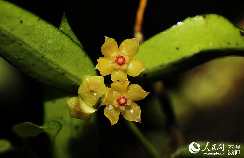 Descubren nuevos destellos de la Hoya burmanica en Yunnan