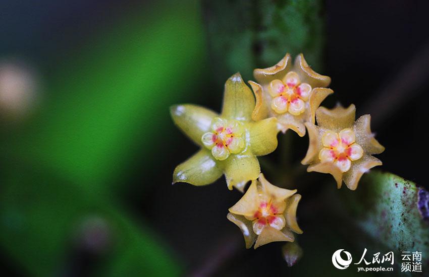 Descubren nuevos destellos de la Hoya burmanica en Yunnan