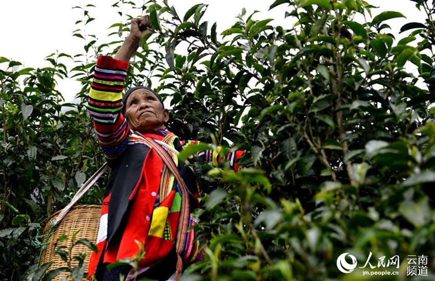 Cultivadores recogen hojas de té en plantación milenaria de Yunnan