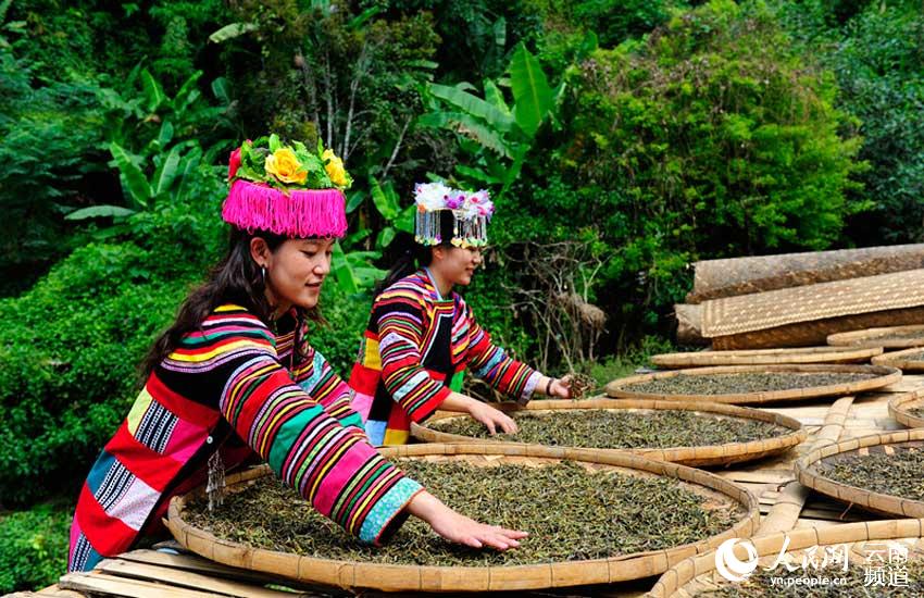 Cultivadores recogen hojas de té en plantación milenaria de Yunnan