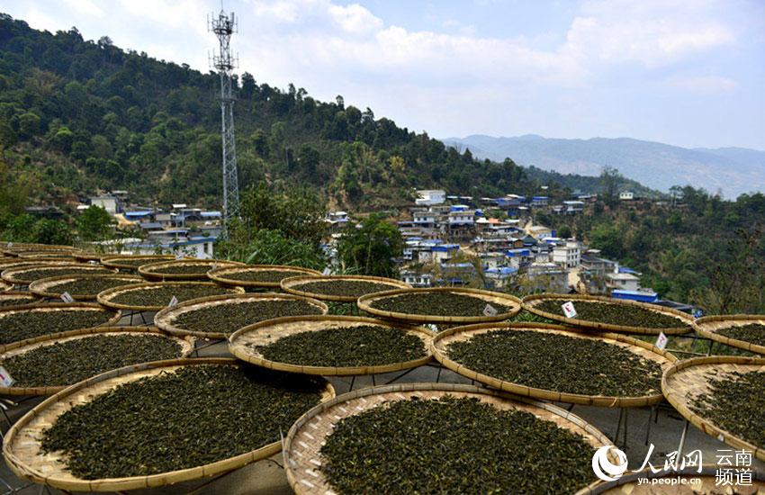 Cultivadores recogen hojas de té en plantación milenaria de Yunnan