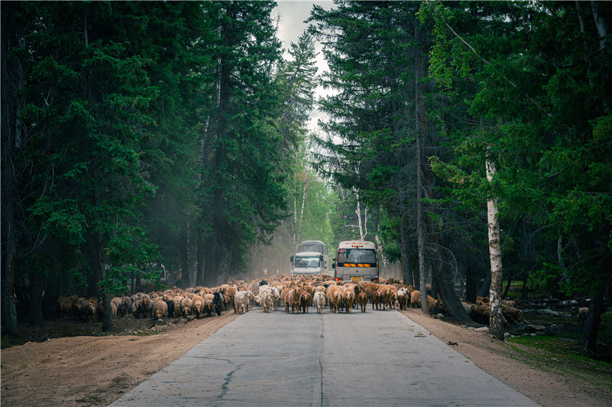 Zagales de Xinjiang trasladan el ganado hacia los pastizales de otoño