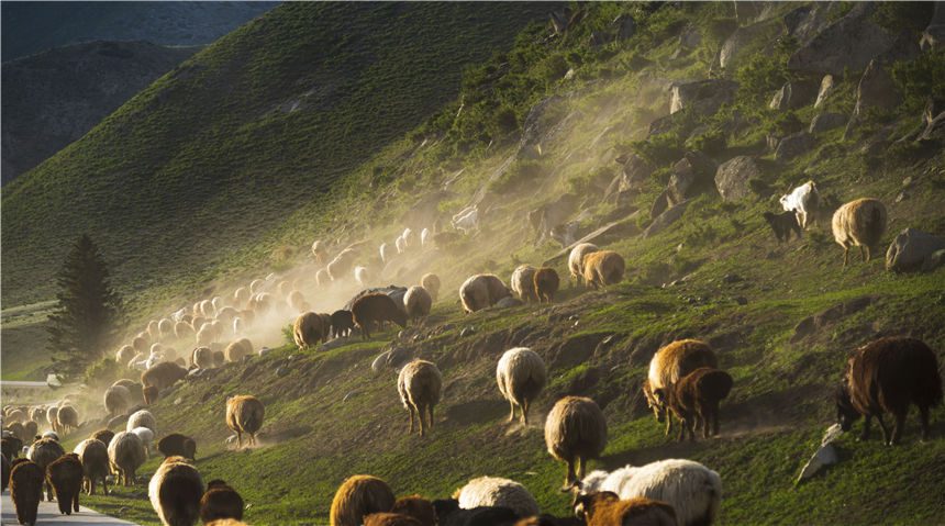 Zagales de Xinjiang trasladan el ganado hacia los pastizales de otoño