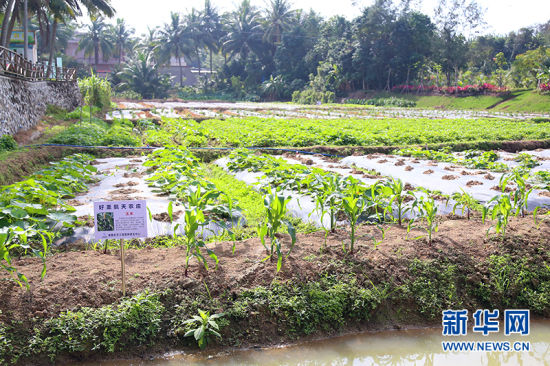 La foto muestra vegetales cultivados a partir de semillas desarrolladas en base a experimentos llevados a cabo en el espacio exterior, en un campo en la aldea Haosheng, ciudad de Wenchang, provincia de Hainan en el sur de China. (Xinhua / Wang Wenjun)