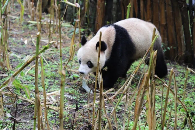 El panda salvaje en busca de alimento en el campo de maíz. (Foto / leshan.cn)