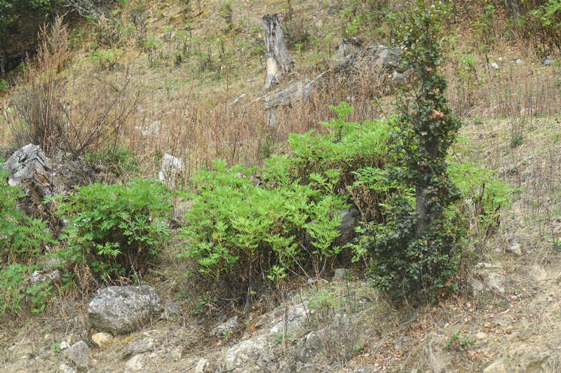 China actualiza la Lista de Plantas Silvestres bajo Protección Prioritaria del Estado