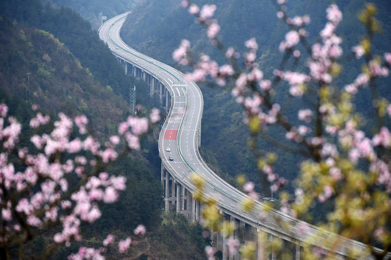 Foto tomada el 23 de marzo de 2019 muestra flores a lo largo de la autopista de Sijian que une Sinan con Jianhe en el municipio de Censong del condado Jianhe, provincia de Guizhou, en el suroeste de China. (Xinhua / Yang Wenbin)