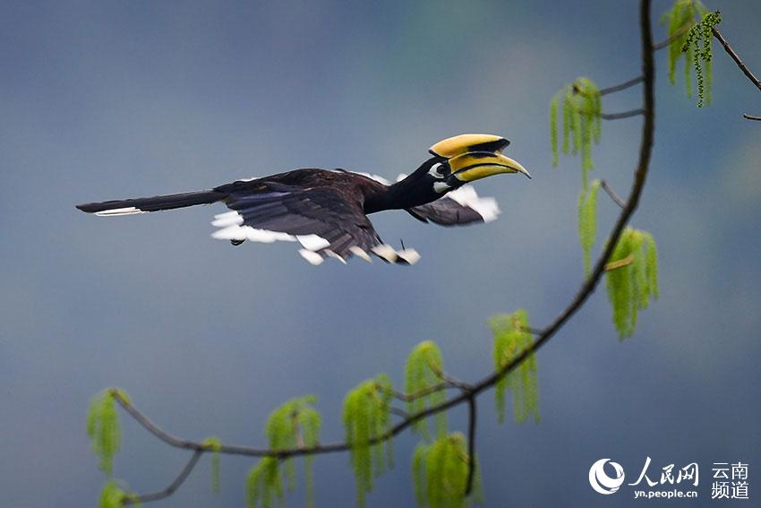 Reserva Natural de Tongbiguan en Yunnan: un ecosistema bien conservado para las aves