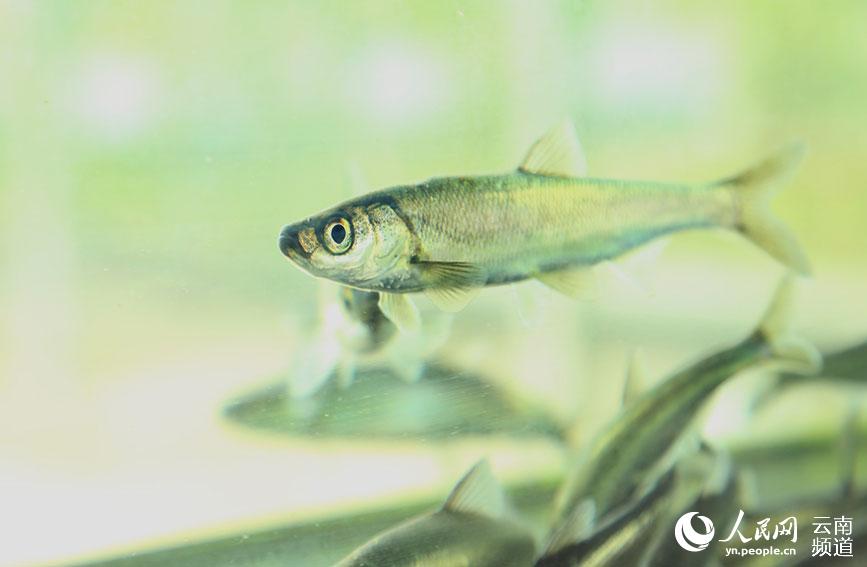 El pez Kanglang se recupera de la extinción en Yunnan