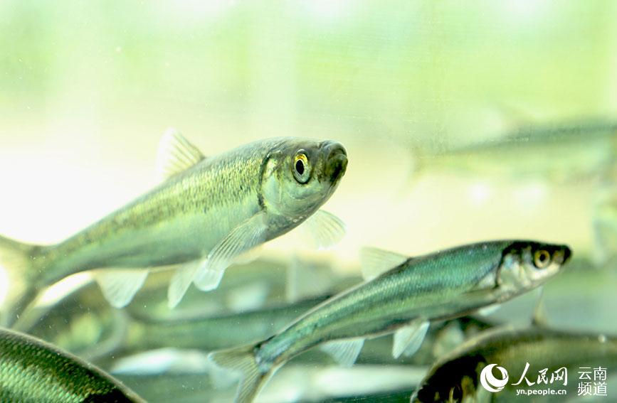 El pez Kanglang se recupera de la extinción en Yunnan