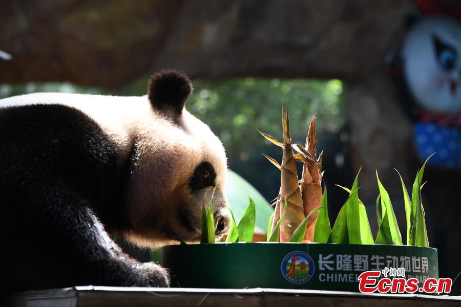 Los trillizos de pandas gigantes comen pasteles de luna para celebrar el Festival del Medio Otoño