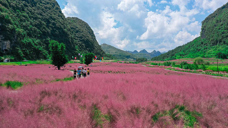 La gente camina en un mar de hierba muhly (Muhlenbergia capillaris) del condado de Changshun, provincia de Guizhou. [Foto: China Daily]