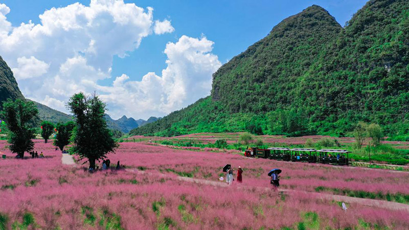 La gente camina en un mar de hierba muhly (Muhlenbergia capillaris) del condado de Changshun, provincia de Guizhou. [Foto: China Daily]