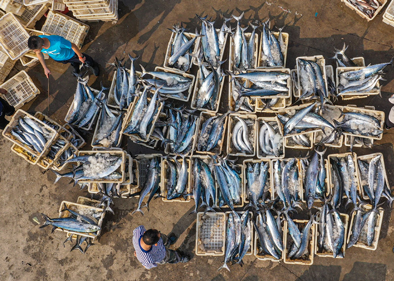 Pescadores del puerto de Shidao en Rongcheng, Weihai, provincia de Shandong, descargan caballa española fresca, 12 de septiembre del 2021. [Foto: proporcionada a China Daily]