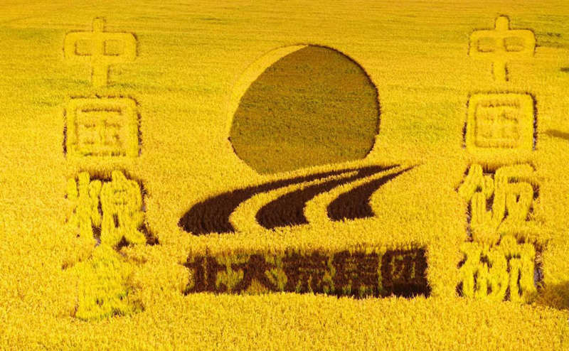 Gran cosecha de arroz entusiasma a los agricultores de Heilongjiang