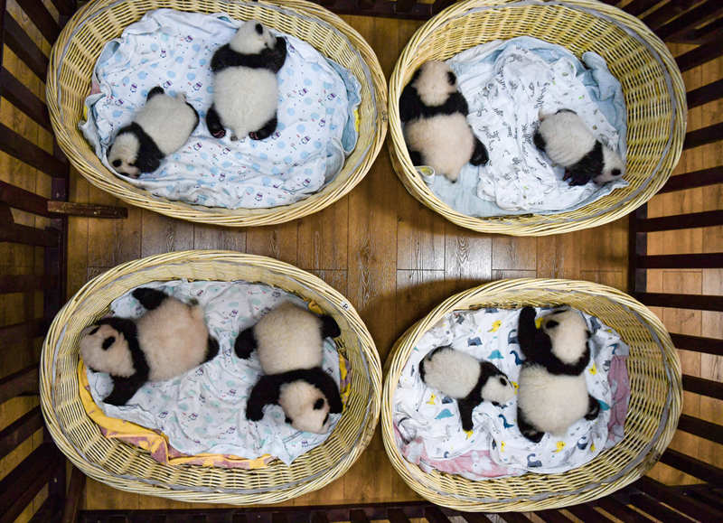 Sichuan da la bienvenida a 24 nuevos cachorros de panda gigante