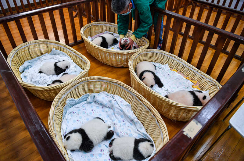 Sichuan da la bienvenida a 24 nuevos cachorros de panda gigante