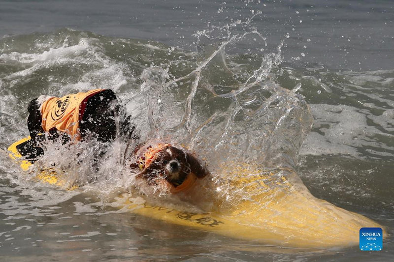 Surf City Surf Dog remonta olas en California, EE. UU.