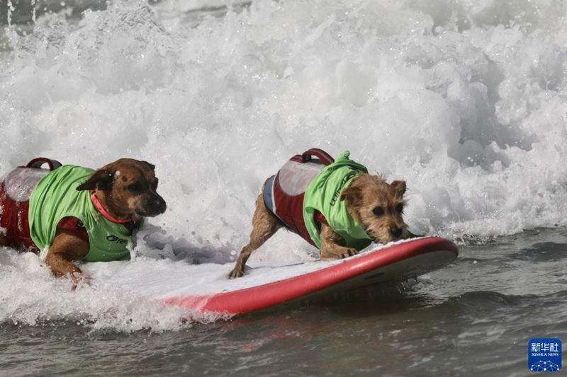 Surf City Surf Dog remonta olas en California, EE. UU.