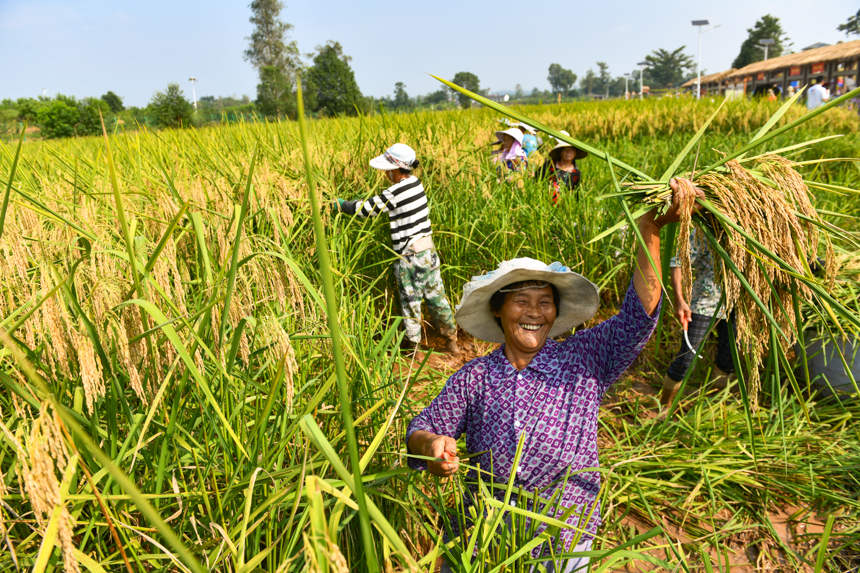 Chongqing comienza a cosechar el prometedor "arroz gigante" 