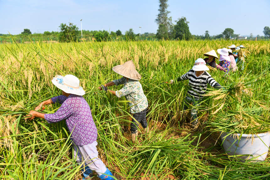Chongqing comienza a cosechar el prometedor "arroz gigante" 