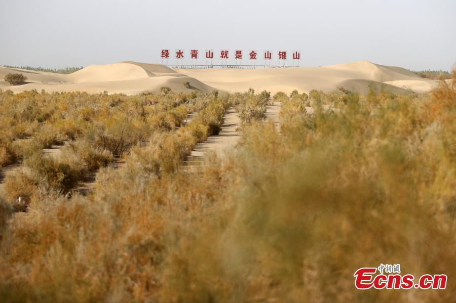 Acciones ecológicas reverdecen desiertos en Xinjiang