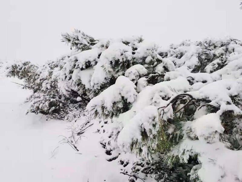 Heilongjiang recibe su primera nevada de la temporada
