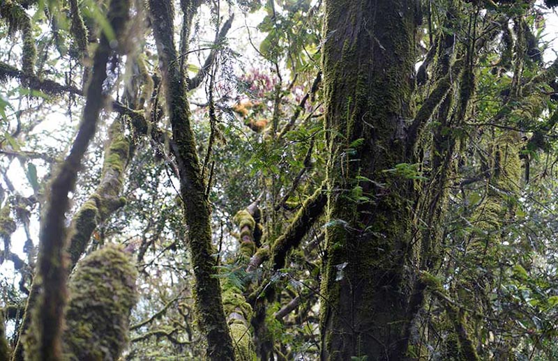 Descubren un ejemplar de Taxus chinensis con más de 500 años de vida en Yunnan