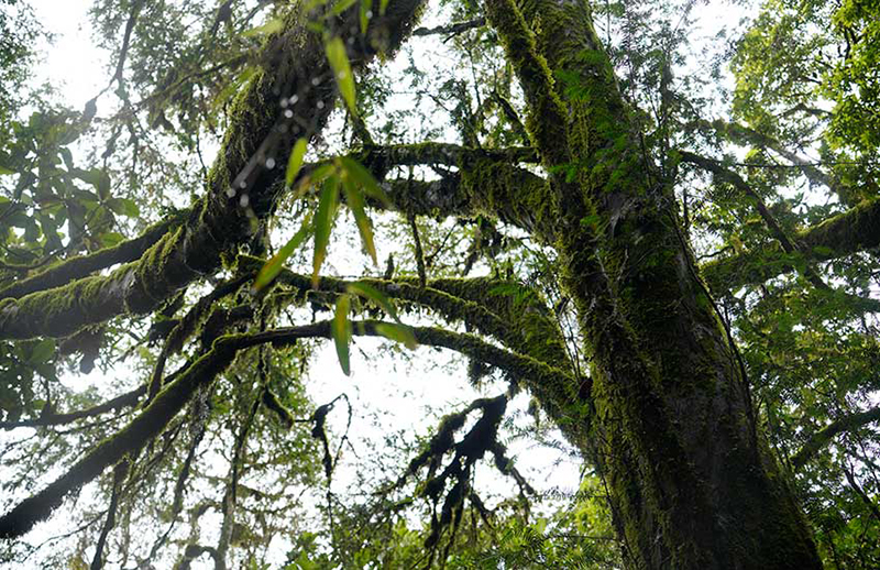 Descubren un ejemplar de Taxus chinensis con más de 500 años de vida en Yunnan