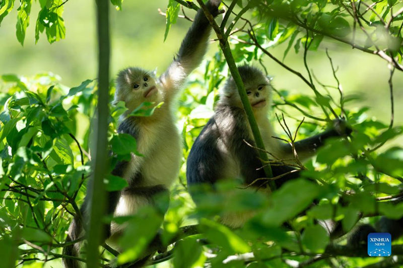Aumenta la población de monos de pelo dorado de Yunnan