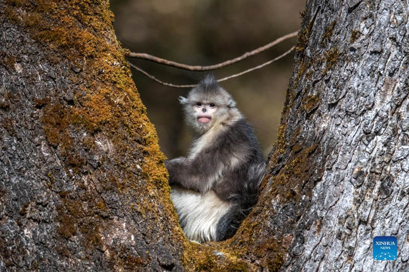 Aumenta la población de monos de pelo dorado de Yunnan